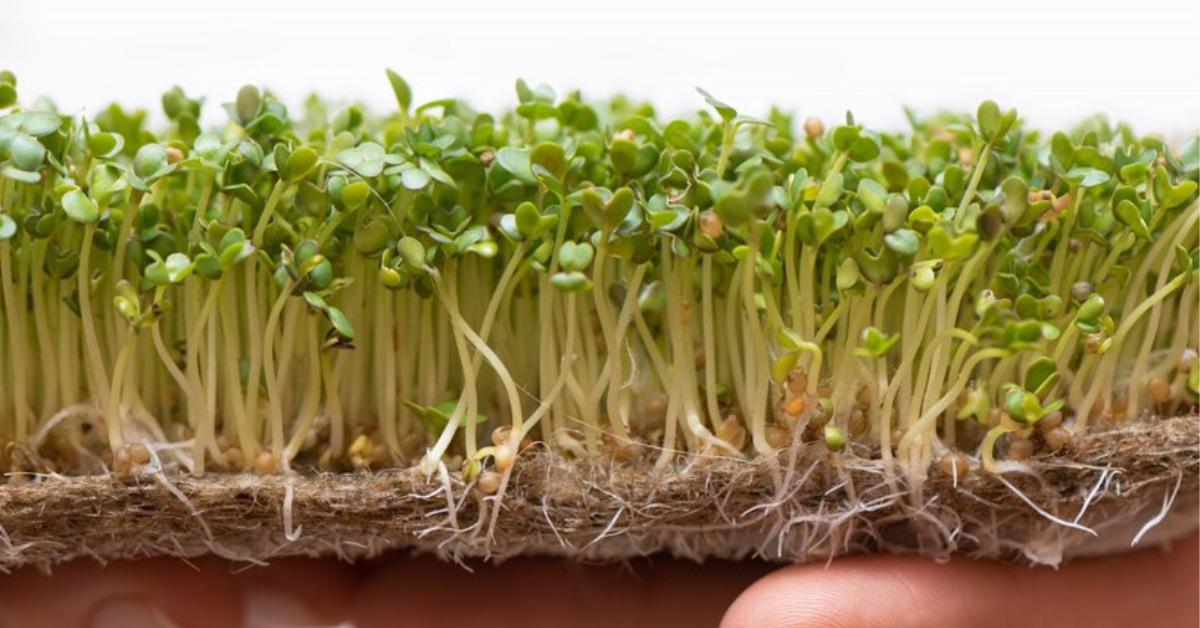 Maximizing Plant Health with Coco Peat: A Sustainable Gardening Marvel
                                        