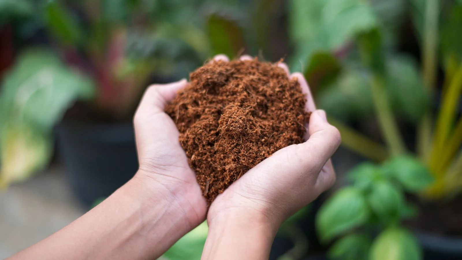 Why Coco Peat is the Preferred Choice for Organic Farmers
                                        