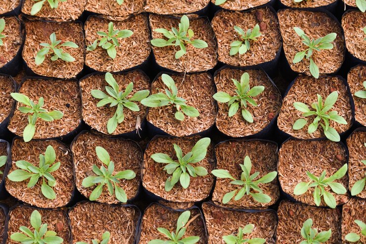 Coco Peat